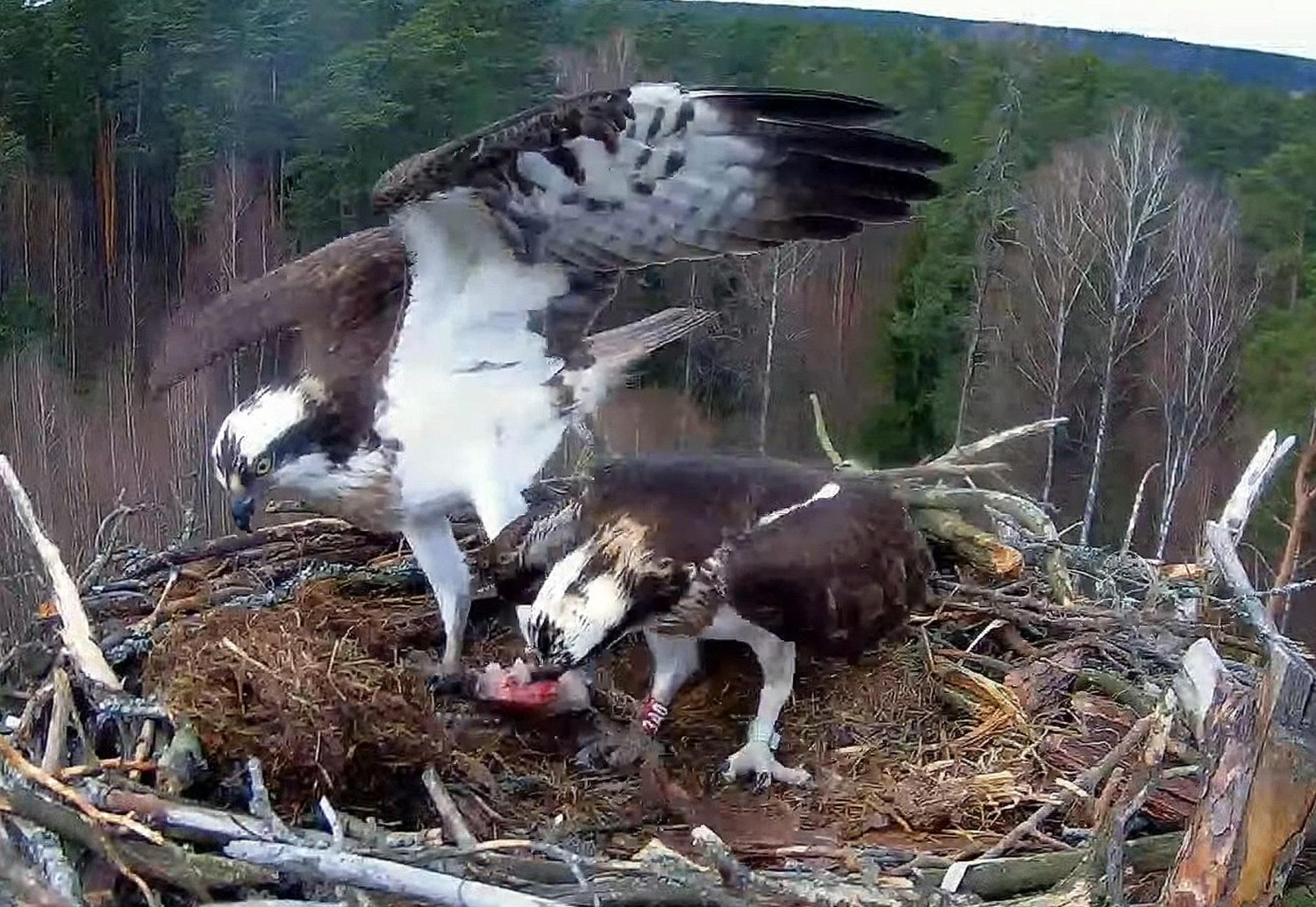 livebirdspoland_5ec4da48f75d7bf59c55941bb5891a42.jpg