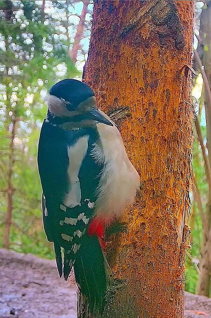 livebirdspoland_6d4caa5658285b8ffdfcea4c074fcdd8.jpg