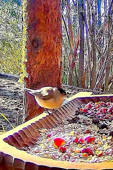 livebirdspoland_50d54de47acc35e2dc2ab0dfc6e834b5.jpg