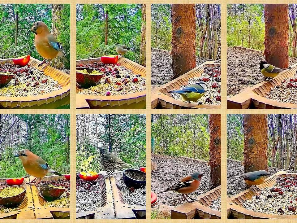 livebirdspoland_1bd2212954d315d288ced18cab9abb06.jpg