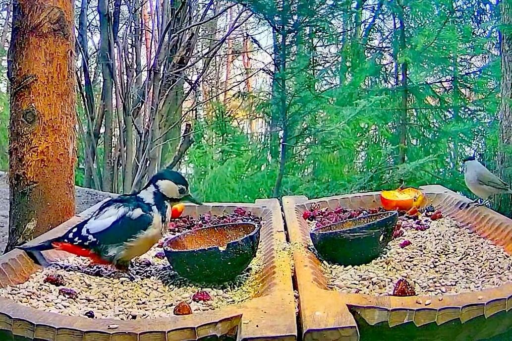 livebirdspoland_4ff4a3812878bef96e157fc94575a088.jpg