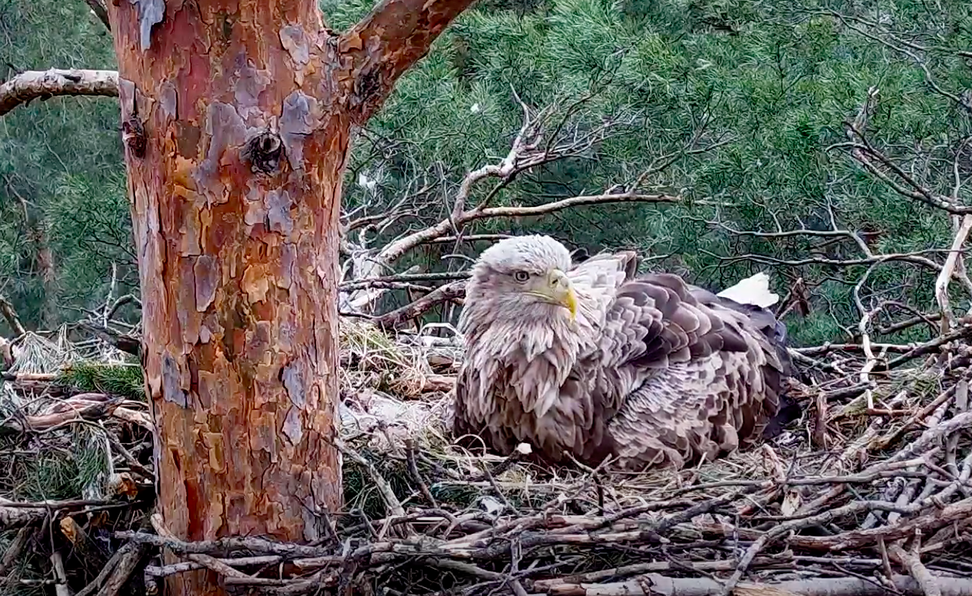 livebirdspoland_cc3ea864d37c0e9e7825e2e1ce4fb78c.png