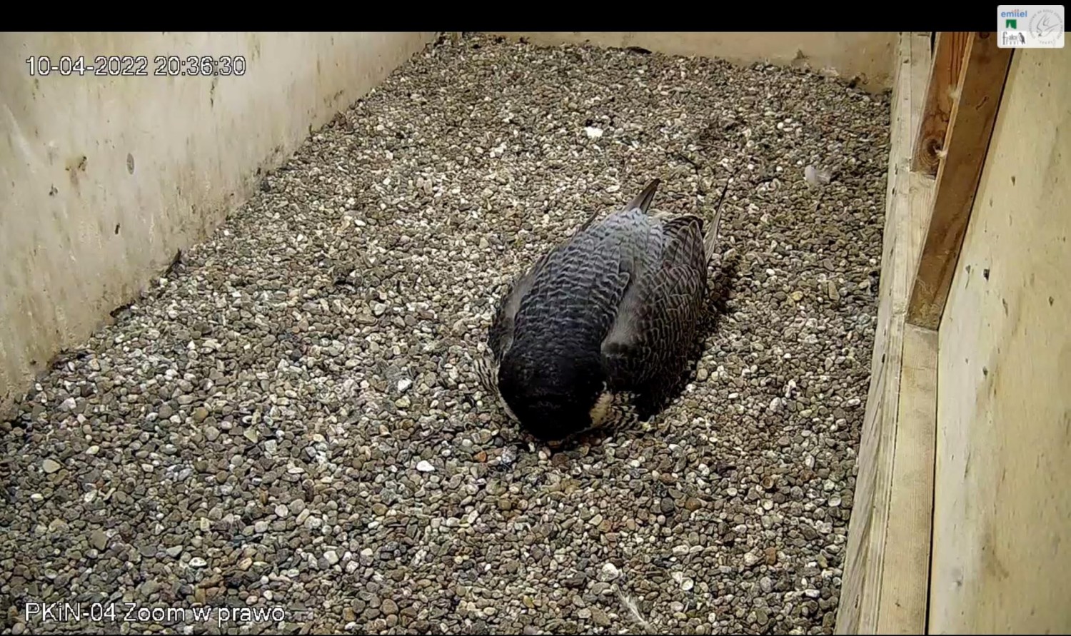livebirdspoland_bf065ba919bd519100e4a86081dc1f52.jpg