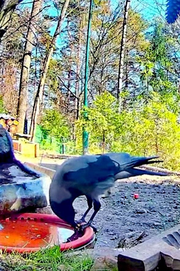 livebirdspoland_b10b7754ea1f884194185b4986c74204.jpg