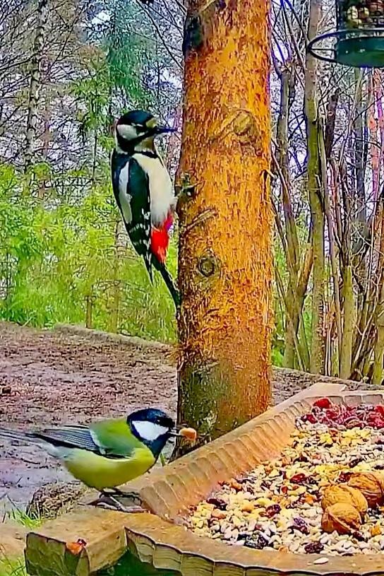 livebirdspoland_bf20f0d2e218abd7364aa46c3b48e078.jpg