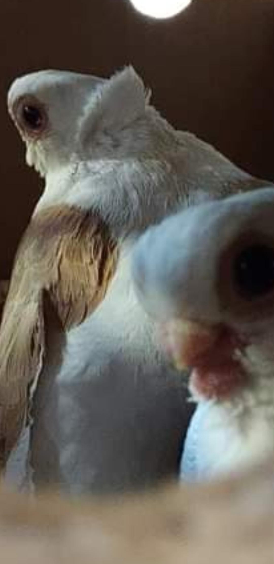 livebirdspoland_b4503e8f461505cdb628eb236c5f1e8a.jpg