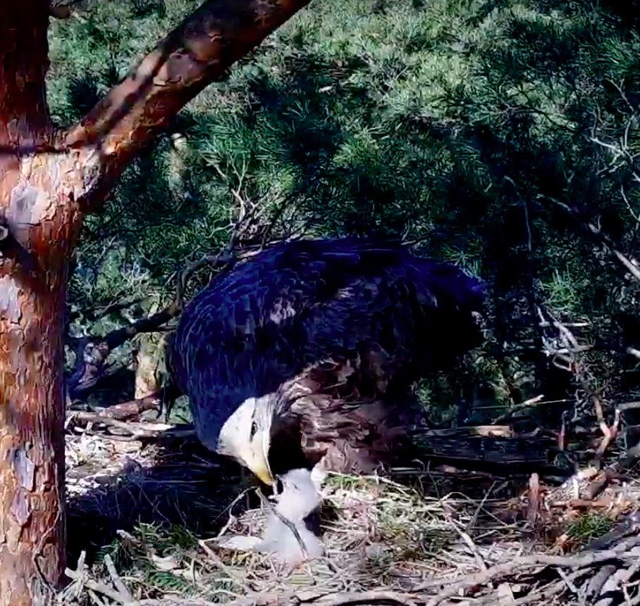 livebirdspoland_1bbfc0015227623c3d5ed963653df303.png