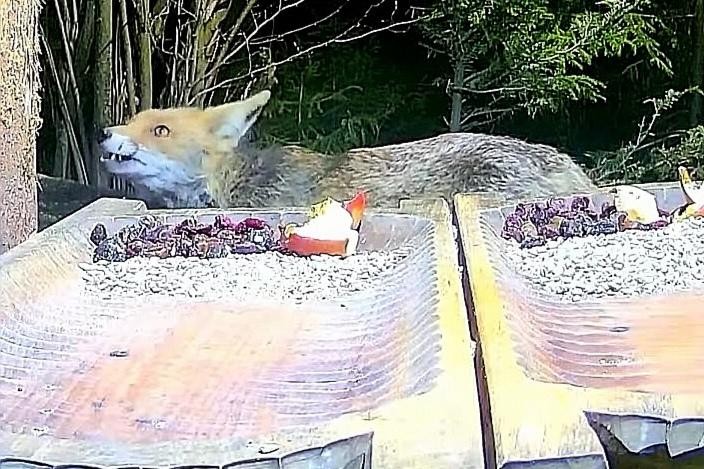 livebirdspoland_4e582c362fb97a464c3e5258ebfe9da6.jpg