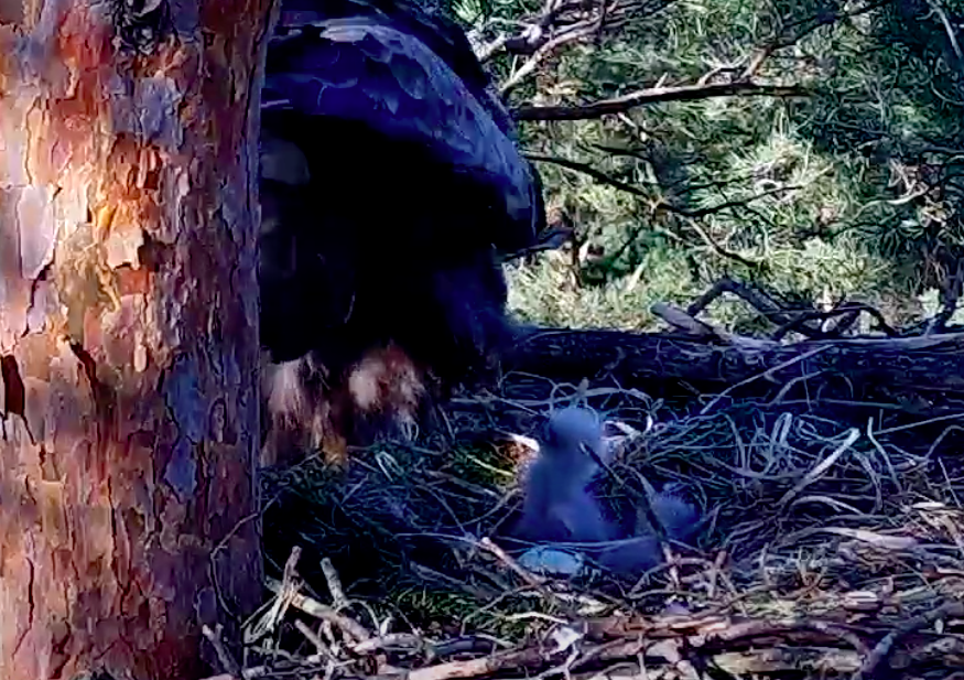 livebirdspoland_ef85e01484ea2aa89d764be4abae3204.png
