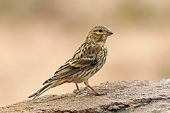 livebirdspoland_4664c8c4d44bad3adba6b733cf091476.png