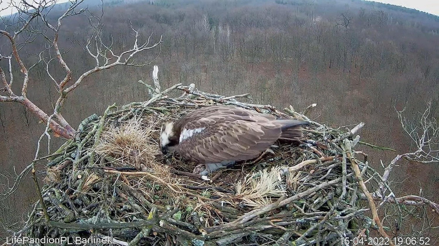 livebirdspoland_5b6d3a64331bad26dc2f09c5316f4dd5.jpg
