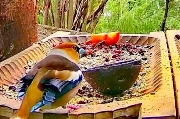 livebirdspoland_34bd35fffa0019748440c3ca6d808767.jpg