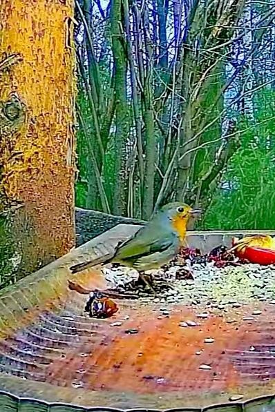 livebirdspoland_884e203efc18e13190ab646156887361.jpg