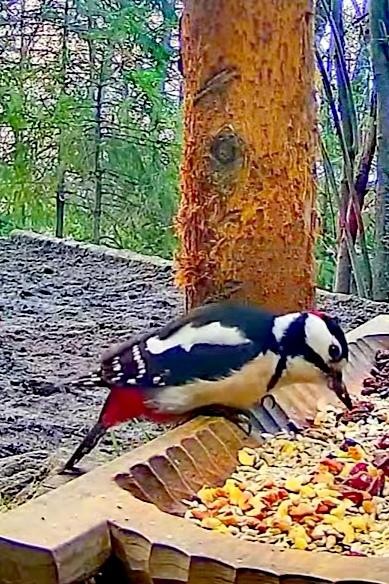 livebirdspoland_bbcfbfc214845ce18c8849c6814f0550.jpg
