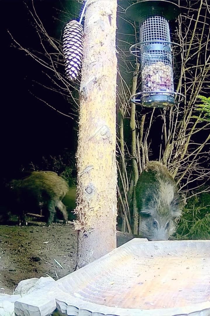 livebirdspoland_56c993f658424b337b126427385238d6.jpg