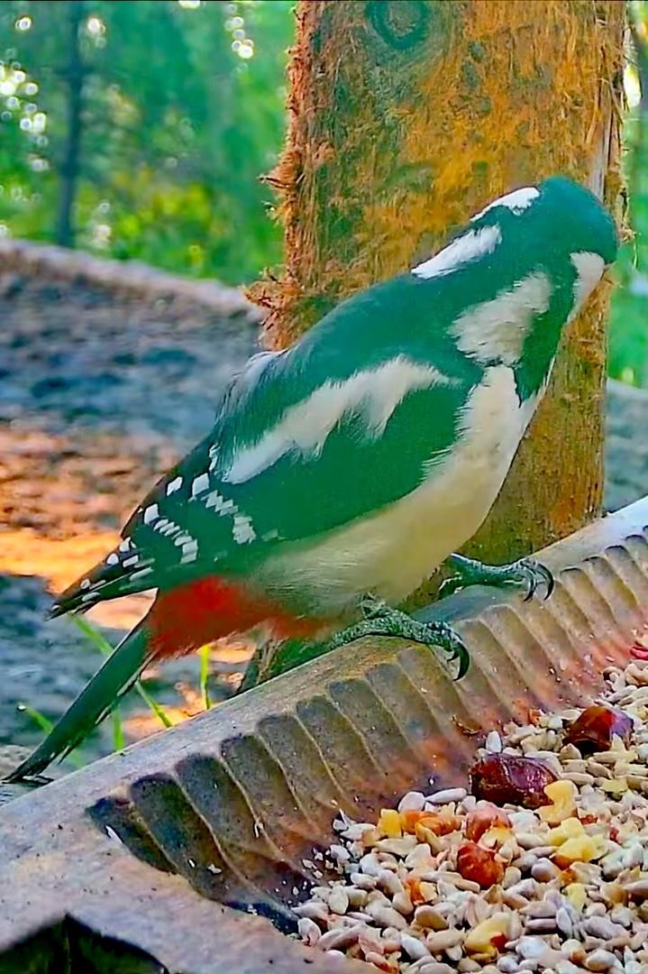 livebirdspoland_bf6d70bf006b2fca8db267fafbff5764.jpg