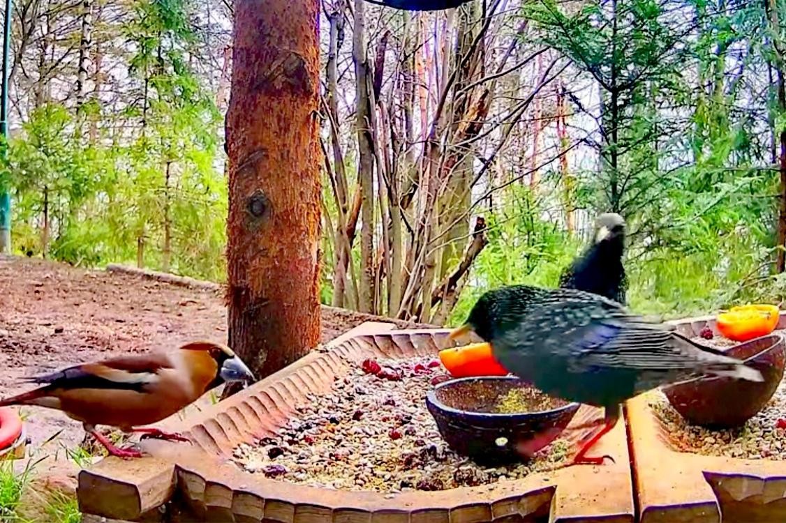 livebirdspoland_9f487e8aaefaea6834c0ac8742ee31d7.jpg