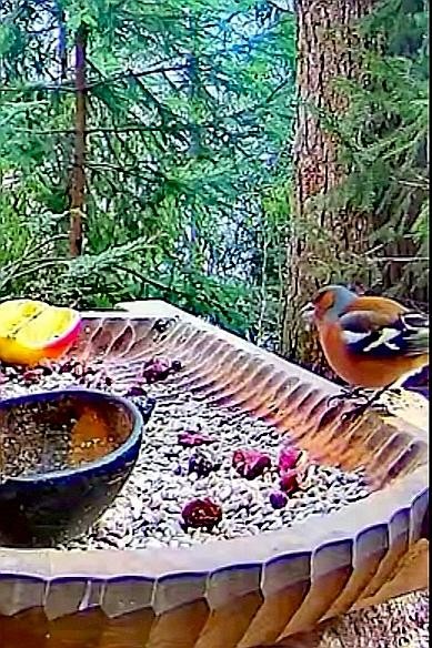livebirdspoland_7770d27abef8d276d99896388eb6e982.jpg
