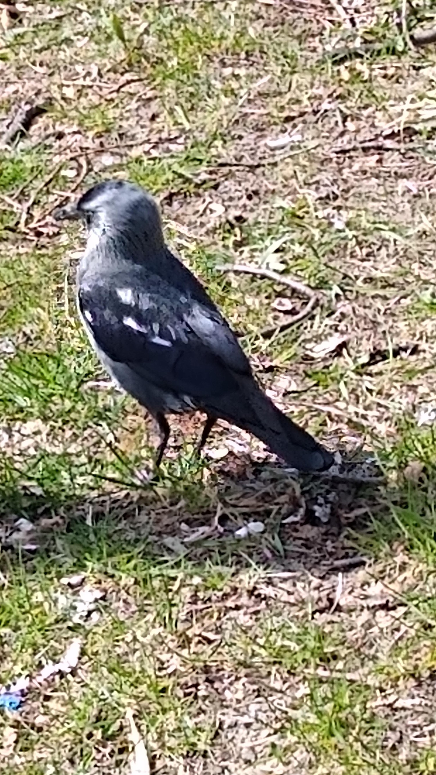 livebirdspoland_74d4fe9ed8f46b71df544b012f785832.jpg
