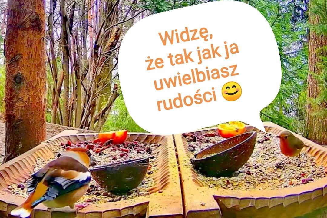 livebirdspoland_5c0a15ad7542a6cbe41cd7a90d99b2ac.jpg