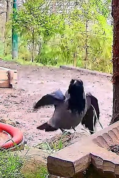 livebirdspoland_95fac6b3a8b752d25297f073be4483ca.jpg