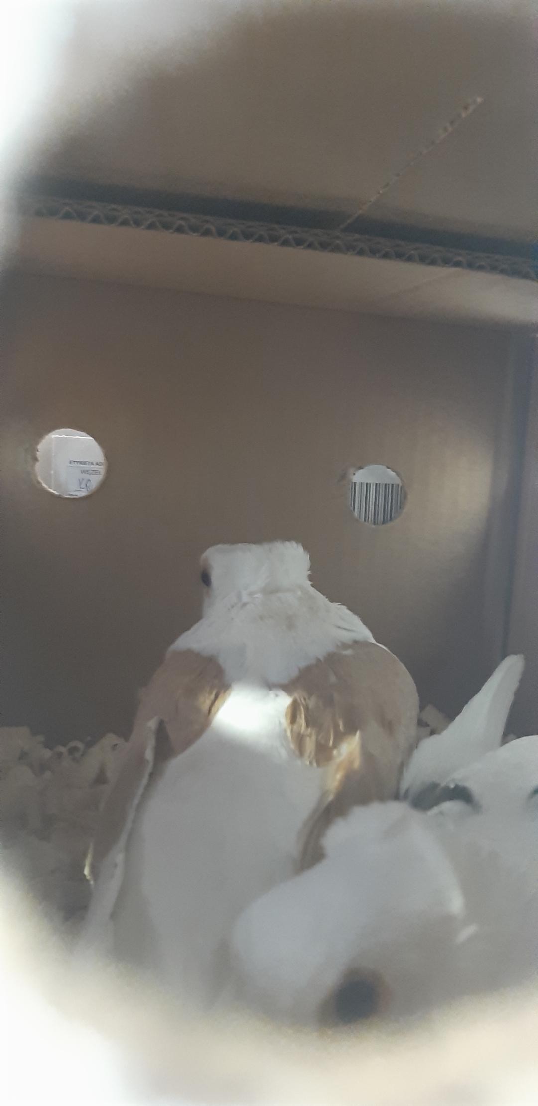 livebirdspoland_e88022b7670b04a7cccfd4f491997942.jpg