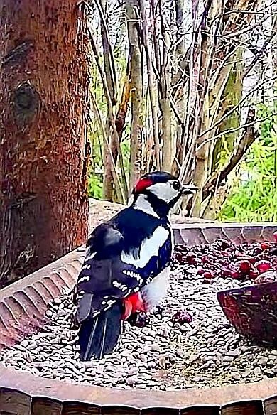 livebirdspoland_465e5f20160a9327f182916b439acea8.jpg