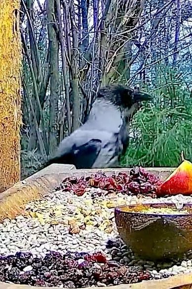 livebirdspoland_48da243c590c659718f29e072998f49d.jpg
