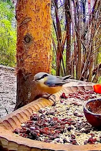 livebirdspoland_f9ab89ce7a8c26408a5cbb3b5d395478.jpg