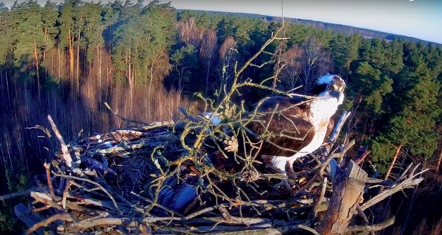 livebirdspoland_72b60a8d191f2ab1953571ede77f84ef.png
