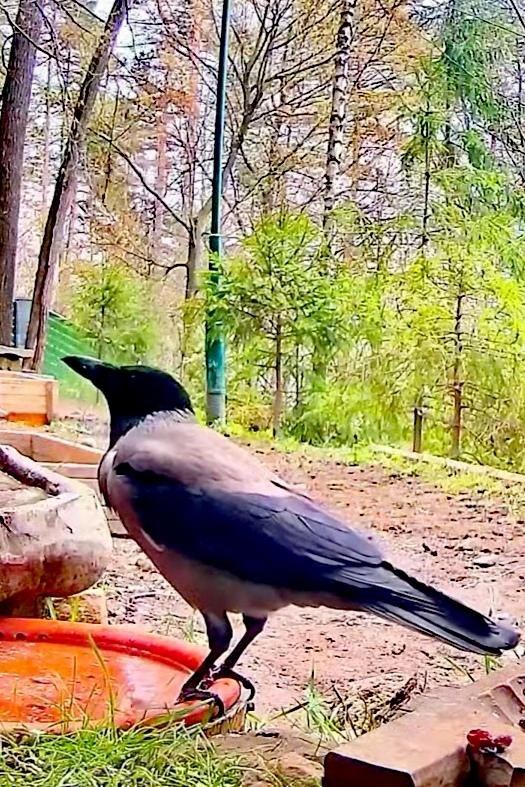livebirdspoland_4212972595ddaff249c146e7c04b971b.jpg