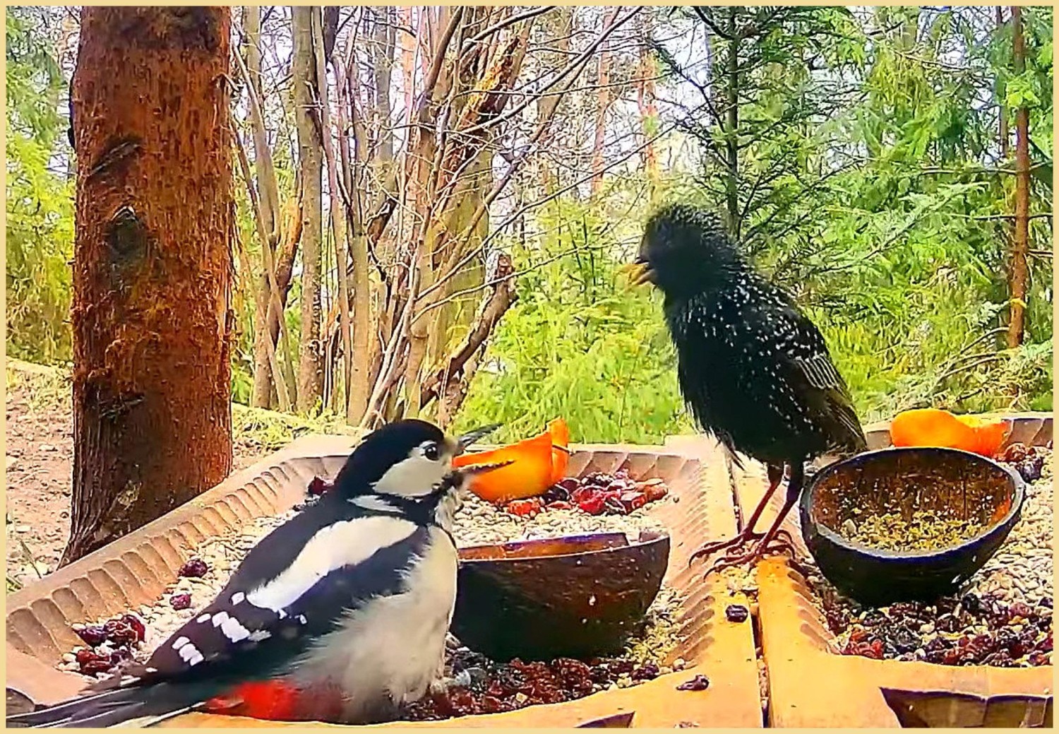 livebirdspoland_440b6c0c29a51306b6fa1ebd8fe3a450.jpg