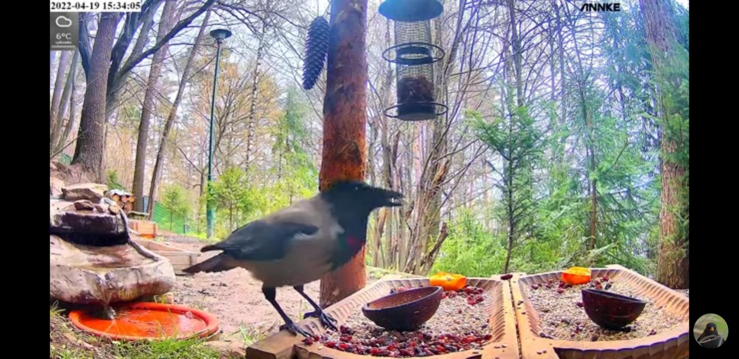 livebirdspoland_7bf3cf440f7ae0da0be7b287e3f7c326.jpg