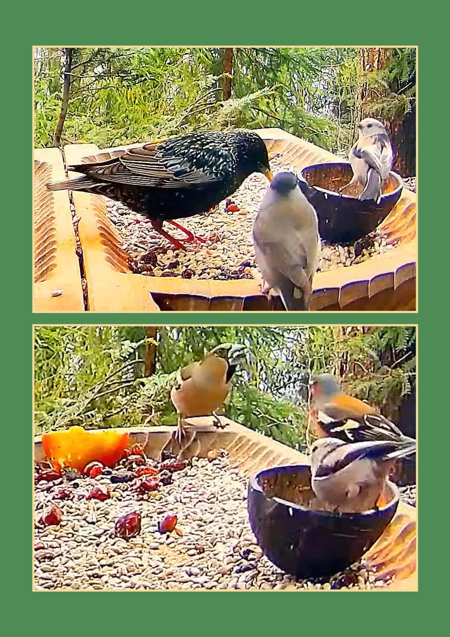 livebirdspoland_52481e7f6babaa843a4143bf10d0cf7c.jpg