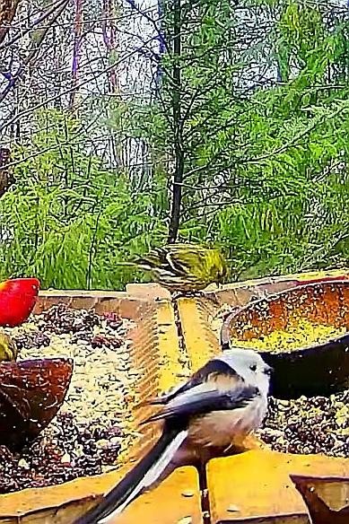 livebirdspoland_4d6fbd72a79016d9084259d9ee48004c.jpg
