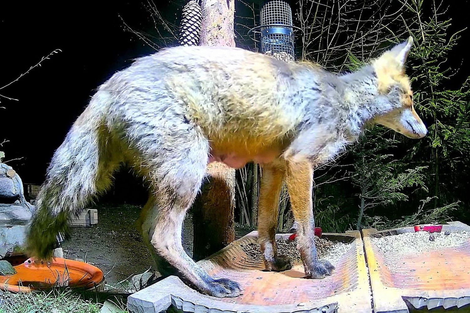 livebirdspoland_ace76449e8bb06ad4ef7658ff8537181.jpg