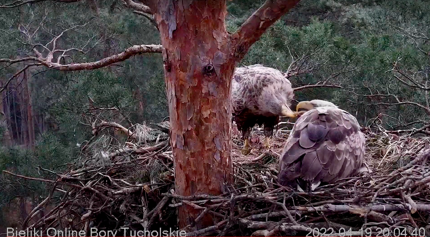 livebirdspoland_71aa902b6bb9e58a7f1ecba8dcf8c47d.png