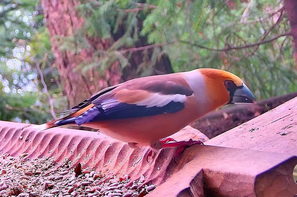 livebirdspoland_b0ebf4efcf28d90eb1ca5e1b7adbc66c.jpg