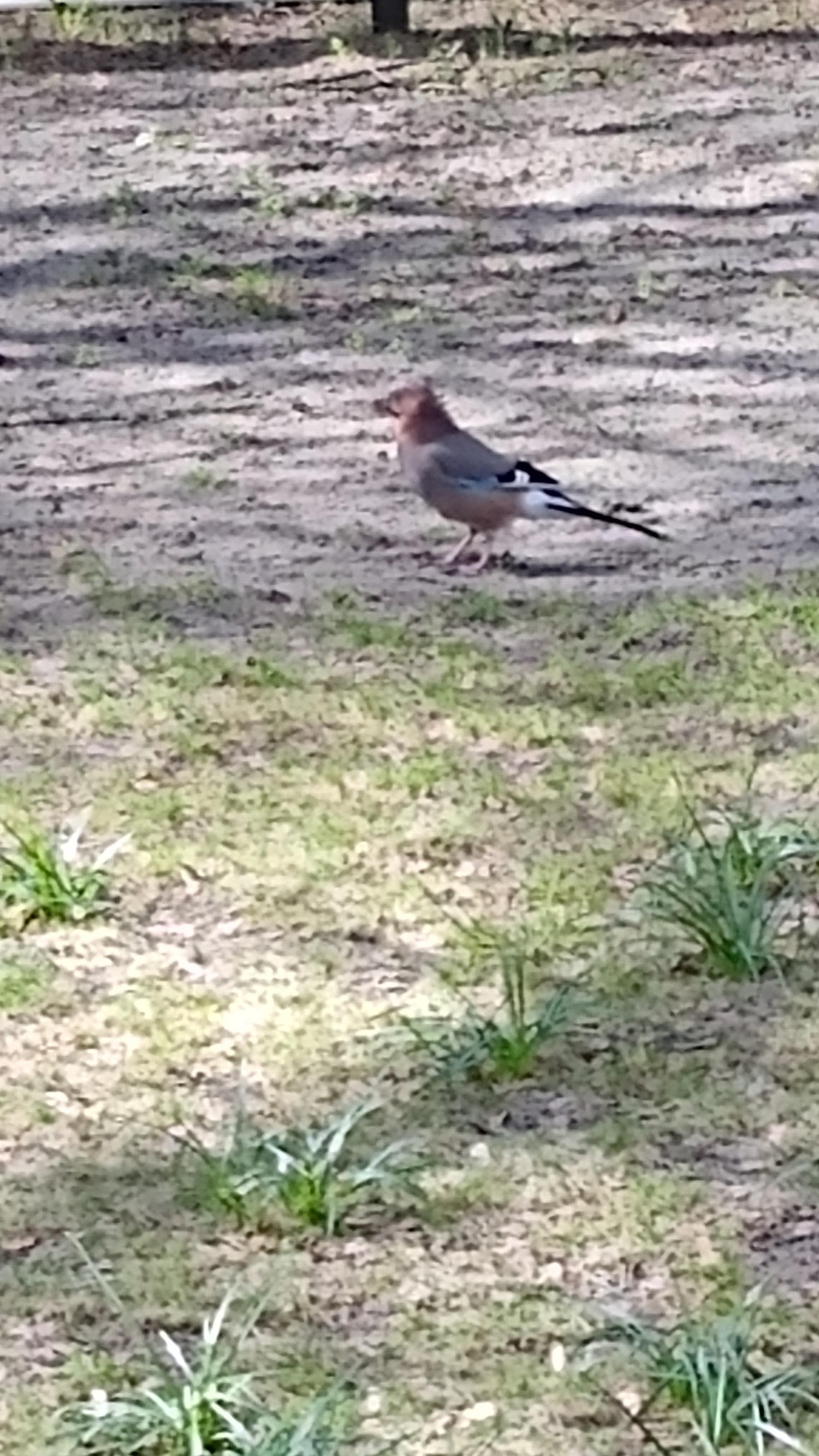 livebirdspoland_49dc08d5334534c69ff55925dbdcfc22.jpg