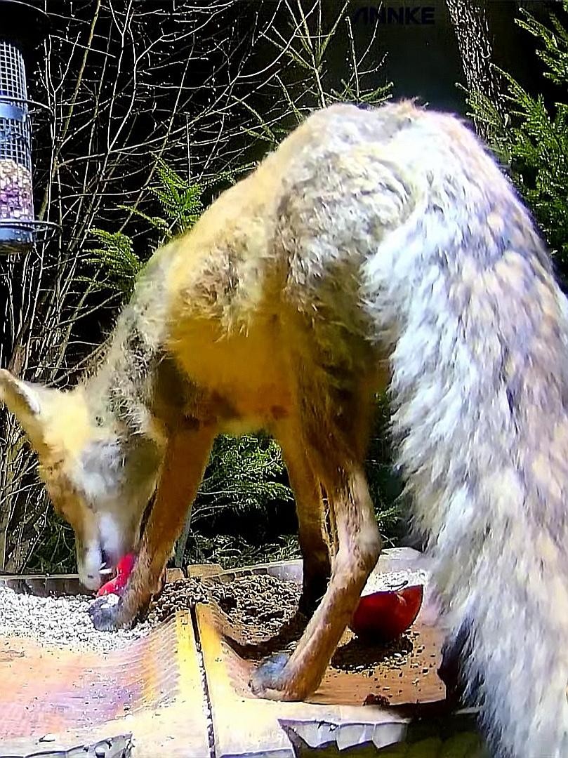 livebirdspoland_f99353ccb346dfbe382b00ced7189442.jpg