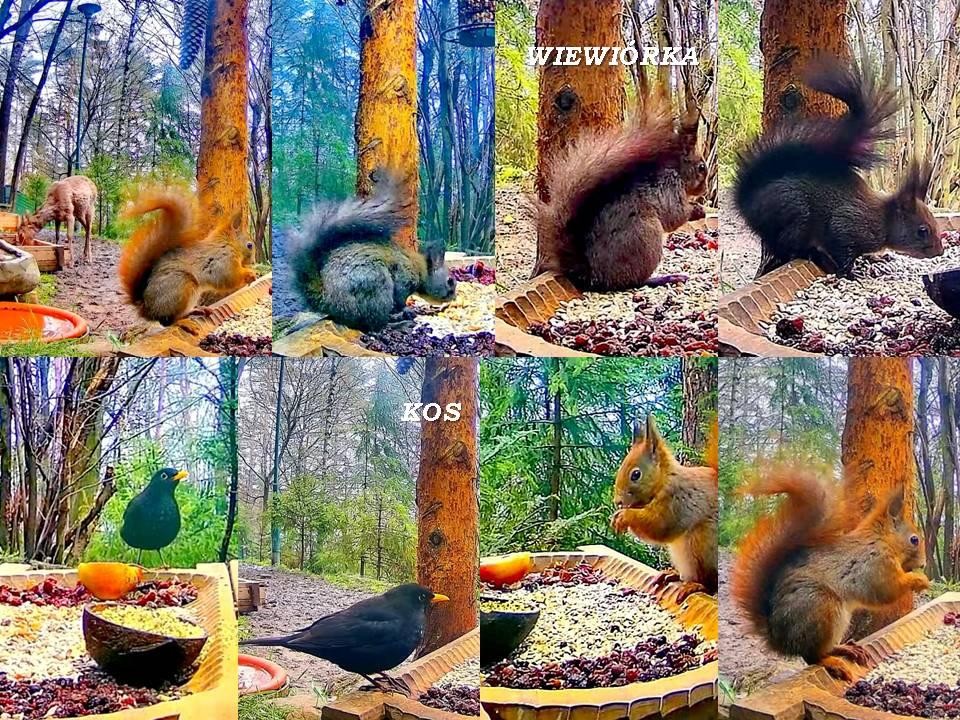 livebirdspoland_80285f521d16c97071076ac86b12b818.jpg