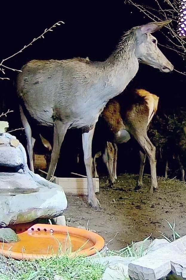 livebirdspoland_7ae6689102536a43ef81710517c4b480.jpg