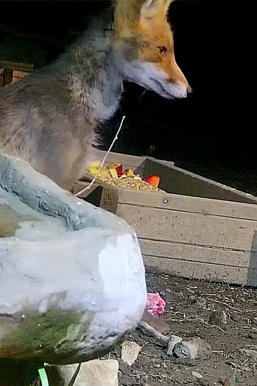 livebirdspoland_cebc07b92cc28b1068b40145310308c6.jpg