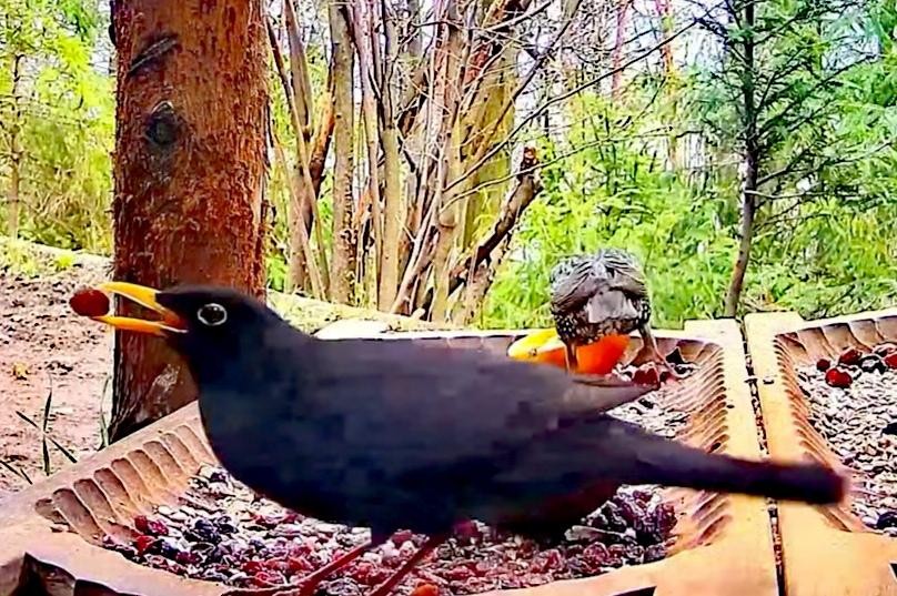 livebirdspoland_4d16eab0c0b5d86d0ca47edb7e605d30.jpg