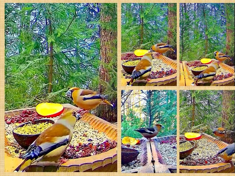 livebirdspoland_2239c0f634e64539227c9a9be20a5b33.jpg