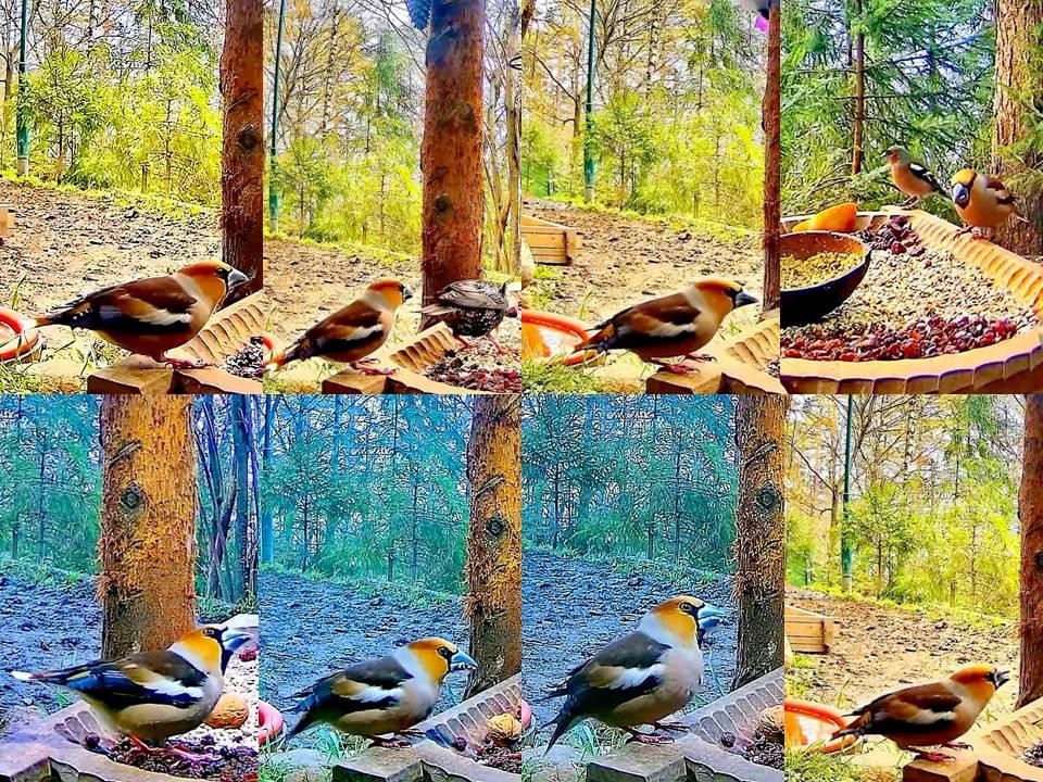 livebirdspoland_9129e6f6c9f31e61b5b66a424ce1ac9e.jpg