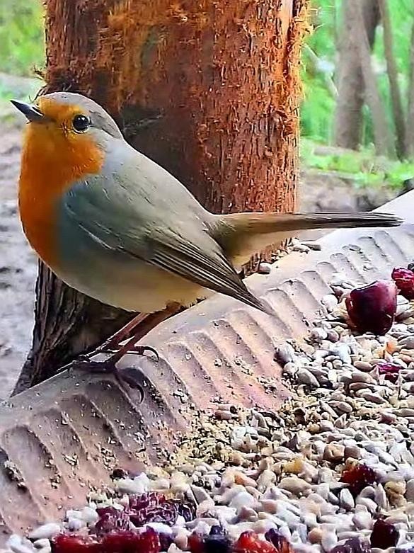 livebirdspoland_13d531e7fa396c45977af77f268c0f7d.jpg