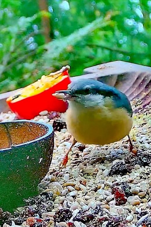 livebirdspoland_22a1841206c440da742ed0229544b4f8.jpg