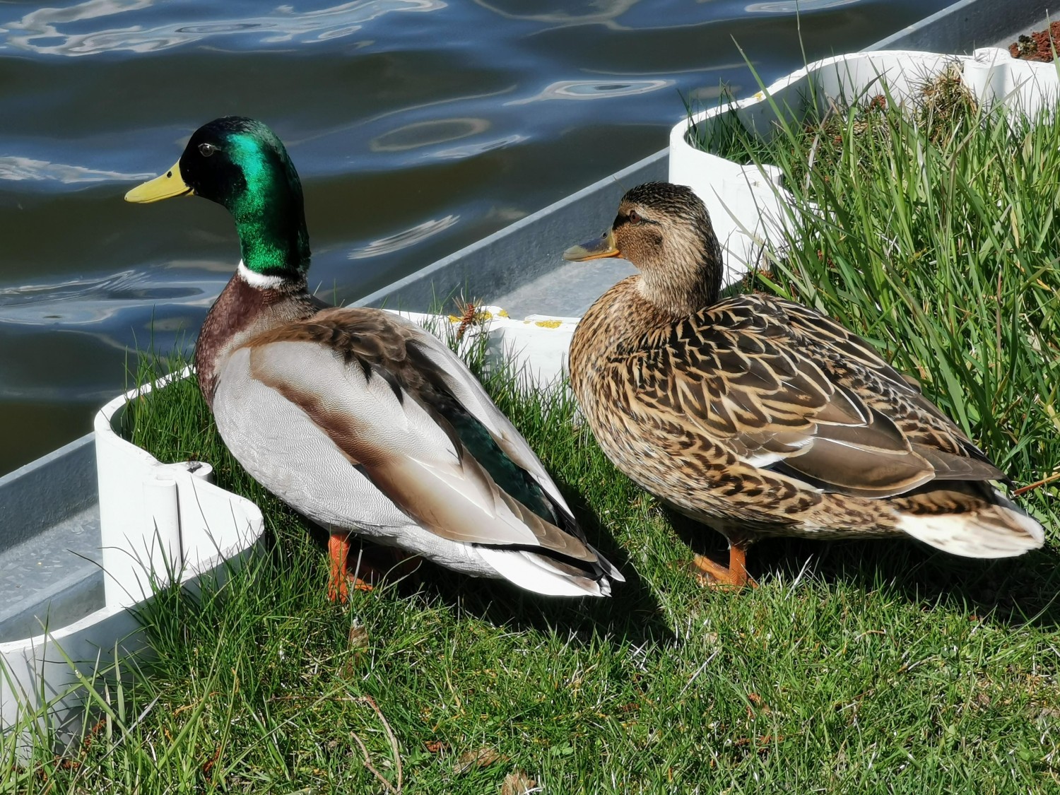 livebirdspoland_1f05da4343b120e22e0c283aef7646a8.jpg