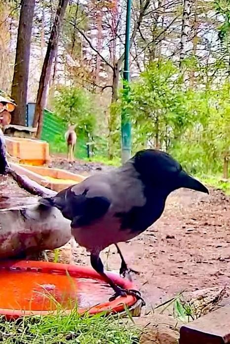 livebirdspoland_523004d361eb279c1a3fc93726b82504.jpg